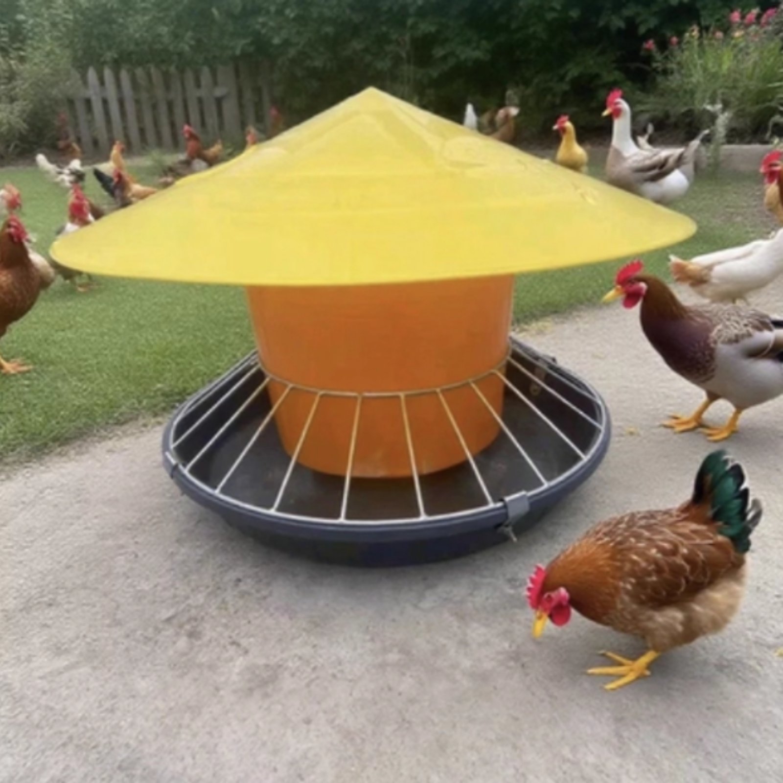 مغذي دواجن دائري كبير السعة، ح - مراجعة Feeding وسعره